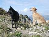 Baghira und Debbie auf der Wanderung