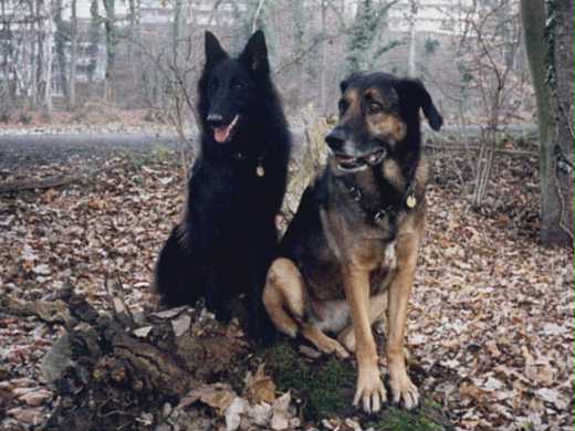 Bonny und Akira