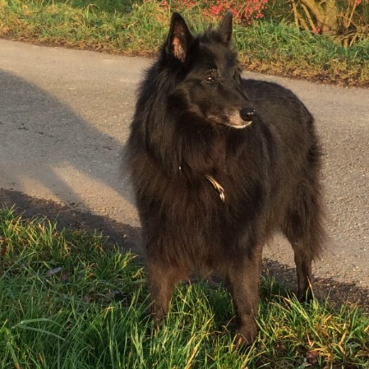 Bonny 12 Jahre alt