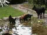 Baden im Teich unter Aufsicht der Mutter