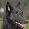 Cheyenne der Allwetterhund