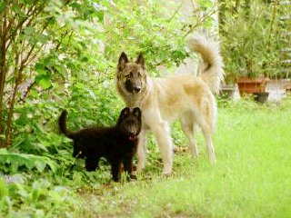 Cheyenne + Syrah