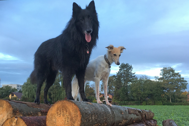 Julie und Onyx