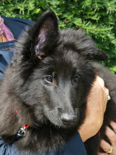 Jack Sparrow 12 Wochen alt