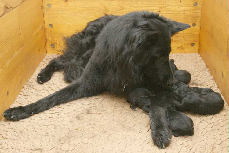 Easy mit ihrem J-Wurf