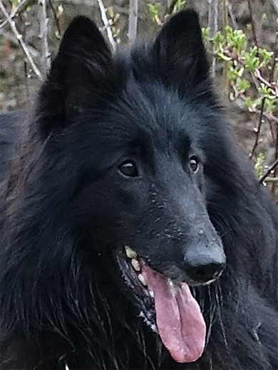 Onyx 2 Jahre alt