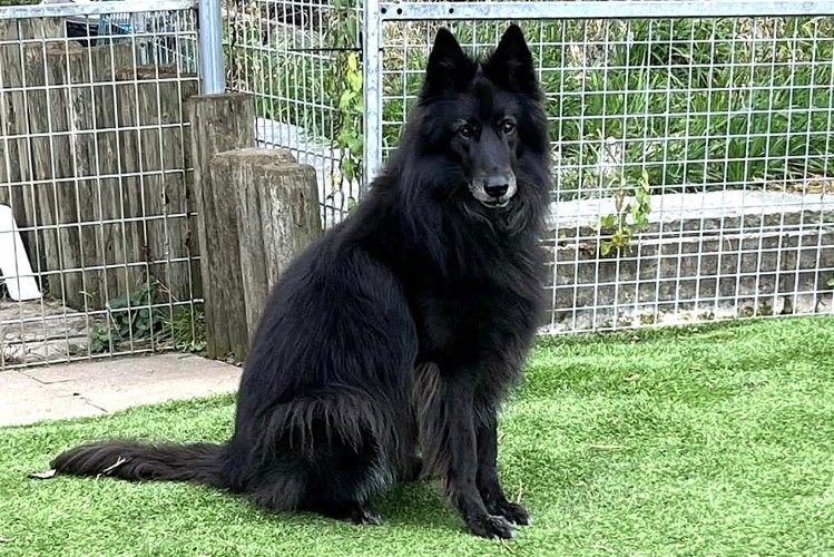 Percy 9 Jahre alt