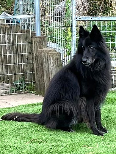 Percy 9 Jahre alt