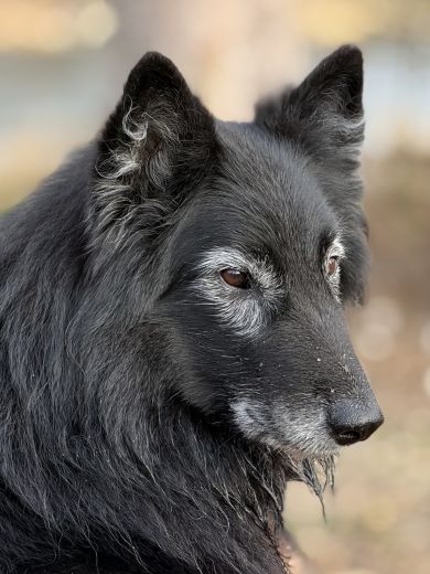 Philou 10 1/2 Jahre alt