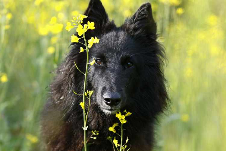 Queenie 2 Jahre alt