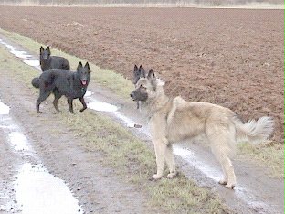 Namur und das schwarze Rudel
