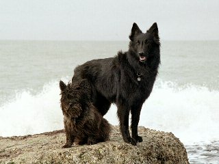 Fellow und Cheyenne in der Brandung