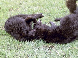 friedliches Gerangel