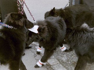 geschm&uuml;ckte Ajoue im Clinch