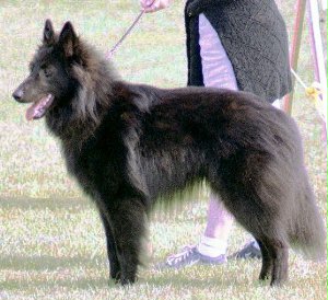 Ace Jugendklasse Sehr gut 3