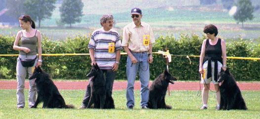 Zuchtgruppe 3. Rang - beste Groenendaelgruppe