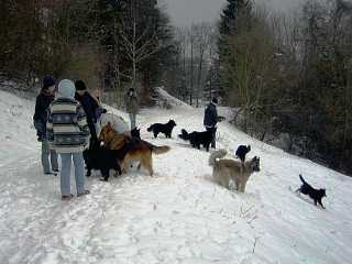 nimmerm&uuml;de Hunde...