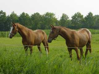 an Belgiern interessierte Holl&auml;nder