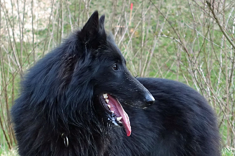 Onyx 2 Jahre alt