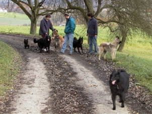 Hundespaziergang