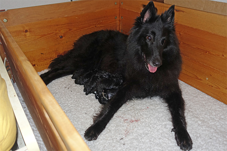 Nopi mit ihrem S-Wurf